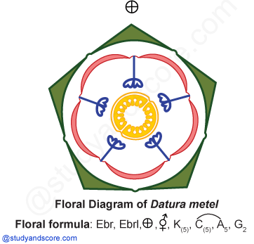 Floral diagram, solanaceae, datura, floral formula